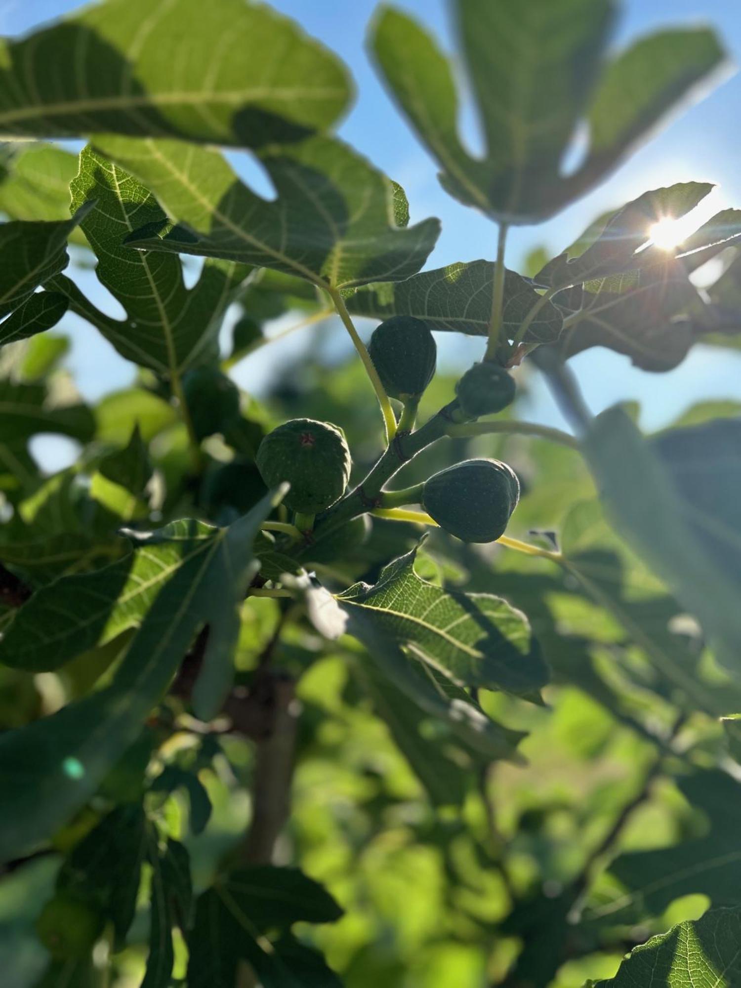 Csodaszarvas Vendégházak Rabahidveg Exterior foto